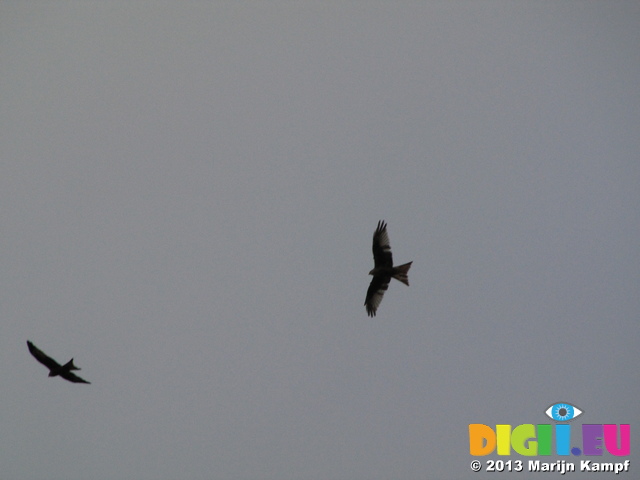 SX32644 Red Kites (Milvus milvus) at kite feeding station